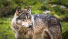Tarn : le propriétaire d'un zoo sommé de transférer ses loups à cause de «désordres inadmissibles»