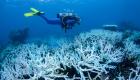 الحاجز المرجاني العظيم في خطر.. وخطة بمليارات الدولارات لإنقاذه (صور)
