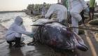 Corse: une baleine à bec de Cuvier découverte sur une plage