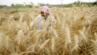توقف صادرات گندم هند به علت موج گرمای بی‌سابقه