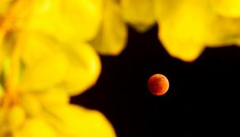 القمر الزهري الدموي العملاق