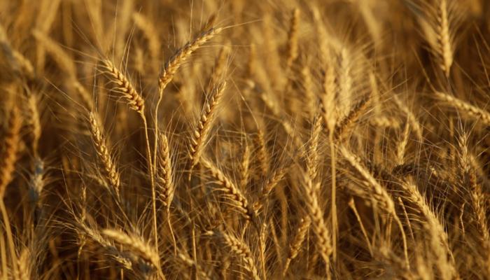 أسعار القمح تشهد قفزة مع زيادة حظر الصادرات الهندية شح الإمدادات