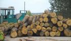 Dans un Mali sous sanctions, le trafic du bois de vène vers la Chine continue
