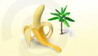 الموز.. كنز من الفوائد الصحية‎‎ (إنفوجراف)