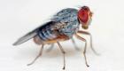 ذبابة الفاكهة.. معلومات عن حشرة يعشقها العلماء