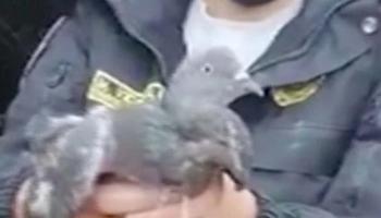 ویدئو | کبوتر «قاچاقچی» به دام افتاد