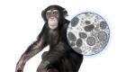 اینفوگرافیک | آبله میمون؛ بیماری نادری که جهان را تهدید می‌کند