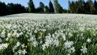 ویدئو | گل‌های نرگس، مراتع سوئیس را پوشانده است