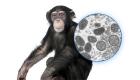 اولین مورد ابتلا به آبله میمون در يونان و کانادا شناسایی شد