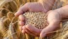 Dünya yazarı Yıldırım: Buğday krizi ekmek krizine dönüşüyor