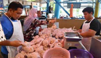 الدجاج في ماليزيا