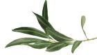 Quels sont les bienfaits des feuilles de l'olivier?