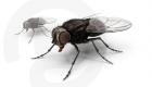Sirke sineği.. Bilim insanlarına tam 6 kez Nobel kazandıran sinek