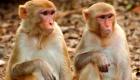 ورود میمون‌ها به استان «نینوا» عراق ممنوع!