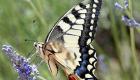 Angleterre : un papillon sur cinq menacé ou quasi menacés d'extinction