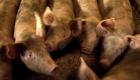 Allemagne : un foyer de peste porcine africaine détecté près de la frontière française