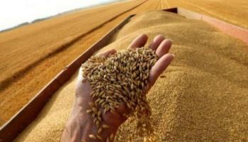 ارتفاع أسعار الغذاء بالعالم