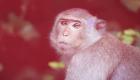 جدري القرود.. حقيقة أشهر 5 شائعات (إنفوجراف)