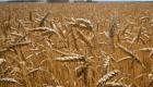 Russie: le gouvernement Poutine estime pouvoir exporter 50 millions de tonnes de céréales