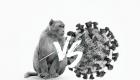 جدري القرود Vs فيروس كورونا.. اختلافات جوهرية (إنفوجراف)