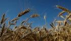 وزير الزراعة الأردني: احتياطيات القمح تكفي حاليا 13 شهرا