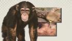 اینفوگرافیک | ۵ هشدار درباره آبله میمون، که جهان آن را نادیده گرفت
