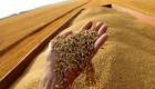 تمويل من أجل القمح.. البنك الدولي يؤمن غذاء مصر الذهبي