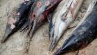 دلافين البحر الأسود أحدث ضحايا حرب أوكرانيا.. قتلى بالآلاف