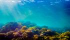 علماء يتمكنون من سماع "أصوات" الشعاب المرجانية.. كيف؟