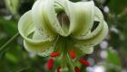 داماش گیلان میزبان شکوفایی نادرترین گل جهان