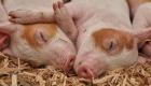 لأول مرة.. الصين تستنسخ الخنازير آليا دون تدخل بشري