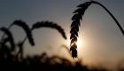 "العين الإخبارية" تنفرد بنشر قرار مصر بتمديد حظر تصدير القمح والذرة