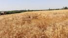 تونس تكشف مفاجأة سارة بشأن محصول الحبوب