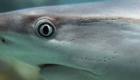 Colombie : Requin à dents plates de 135 millions d'années découvert à Zapatoca 