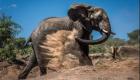 هند | فیل غول پیکر زنی را کشت و به مراسم تشییع جنازه او یورش برد