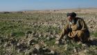 کمک ۱۵۰ میلیون دلاری بانک جهانی به کشاورزان افغانستان
