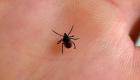Maladie de Lyme : plus de 14% de la population mondiale touchée