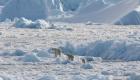 الأكثر عزلة في العالم.. قطيع للدببة القطبية يبهر العلماء (فيديو)