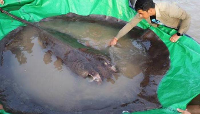 Une raie géante de 300 kg pêchée au Cambodge, le plus gros poisson d'eau douce jamais enregistré