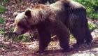 France: le gouvernement réautorise les tirs pour repousser les ours