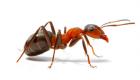 Karıncalar hakkında ilginç bilgiler