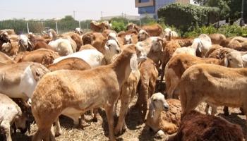 ساحة مليئة بالخراف في الخرطوم