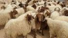 أسعار الأضاحي في تونس.. 1.6 مليون رأس ماشية تسيطر على "الرحبة"