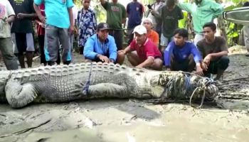 Endonezya’da köylü 4.3 metrelik timsah yakaladı  