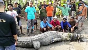 ویدئو | شکار تمساح ۴.۳ متری در روستایی در اندونزی