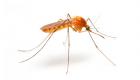 اینفوگرافیک | روش‌های دفع پشه‌ها و حشرات موذی در تابستان 