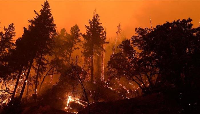 Dünya tarihindeki en eski orman yangınının kalıntıları Galler'de tespit edildi