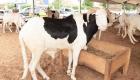 Mali: Exportation de 11.600 têtes de bétail vers la Côte d’Ivoire et le Sénégal