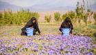 صادرات زعفران هرات رکورد زد