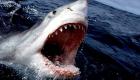 Mısır’da köpekbalığı dehşeti.. 1 kişi hayatını kaybetti!